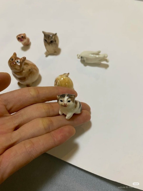 #猫猫