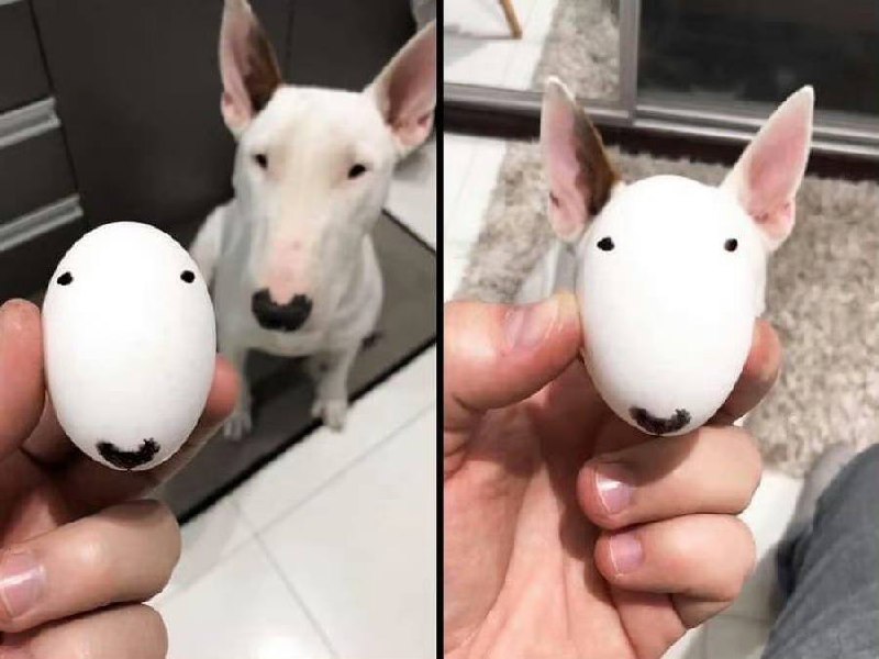 #狗狗
