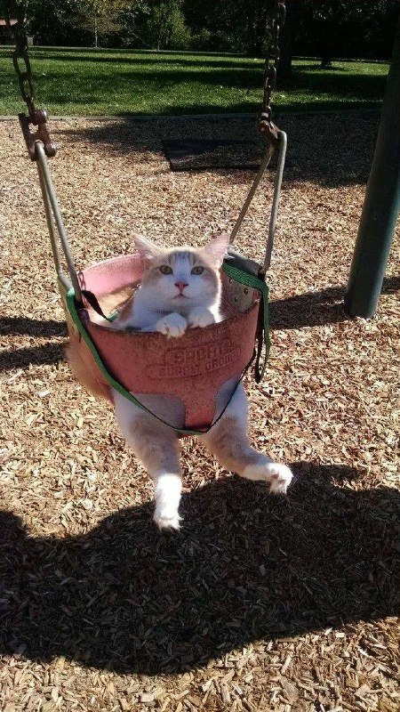 #猫猫