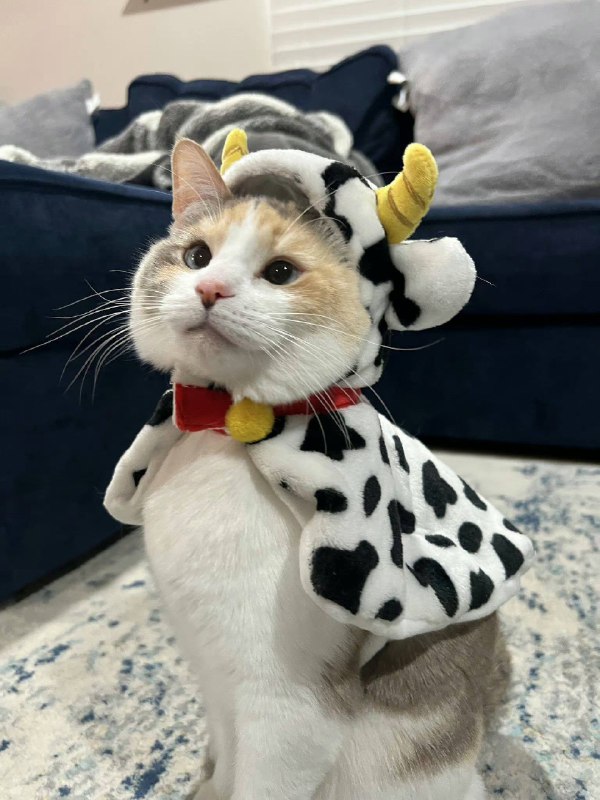 #猫猫