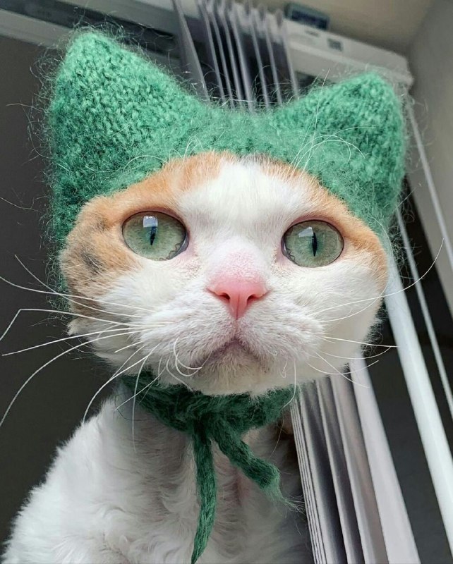 #猫猫
