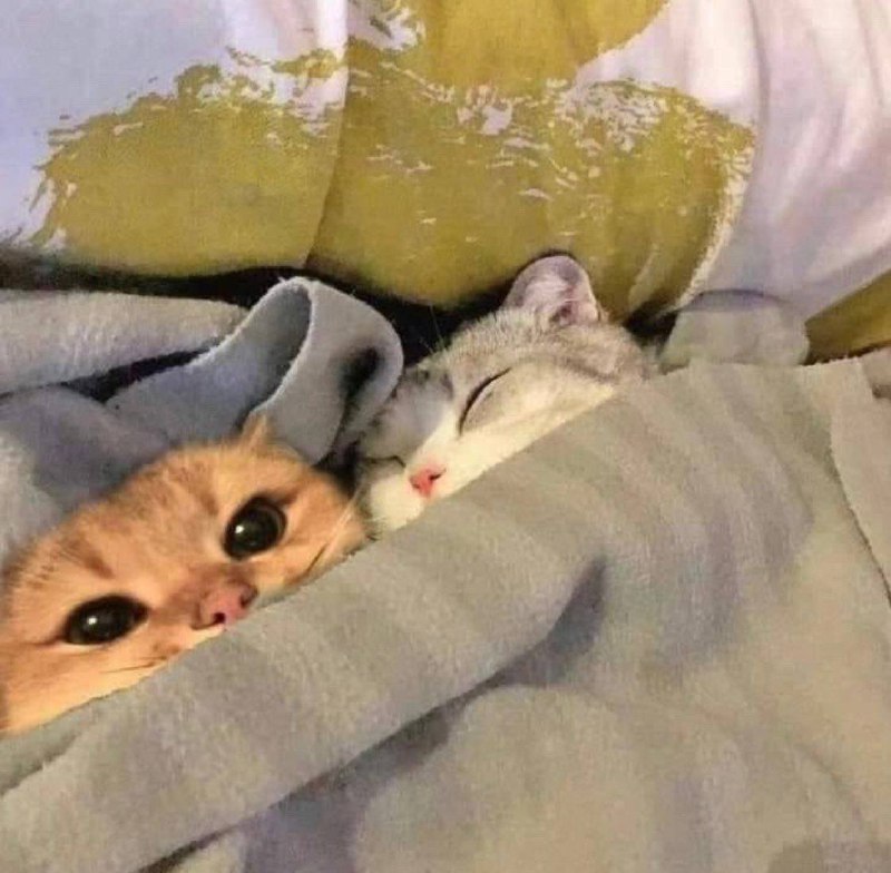 #猫猫