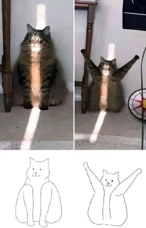 #猫猫