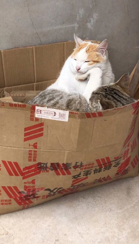 #猫猫#猫猫