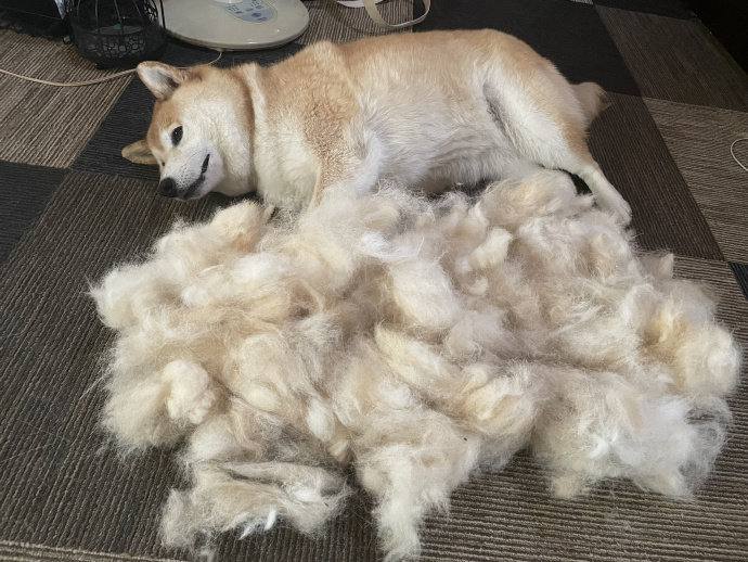狗中绵羊#狗狗狗中绵羊#狗狗