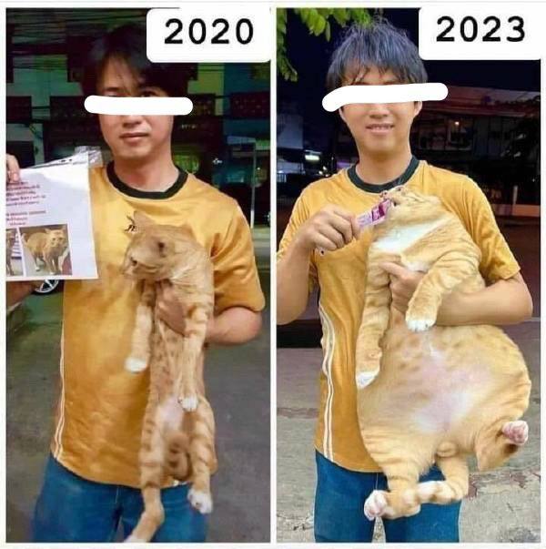 铲屎官瘦了#猫猫