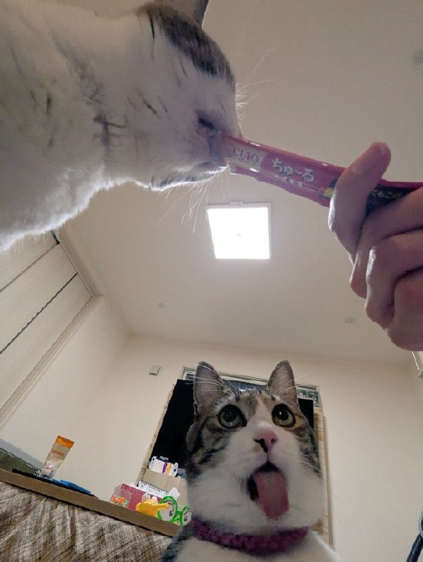 #猫猫