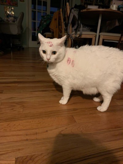 #猫猫#猫猫