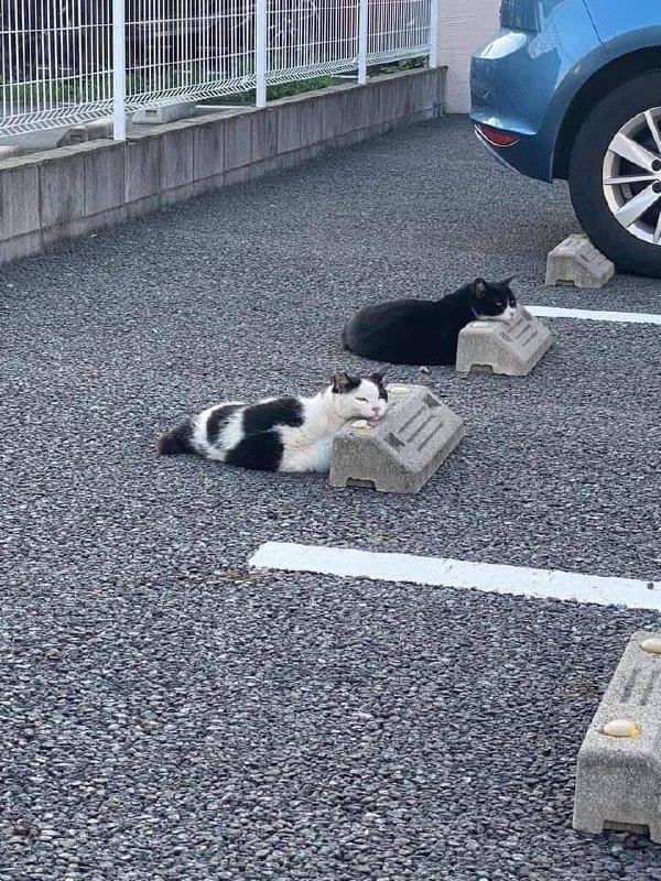 #猫猫#猫猫
