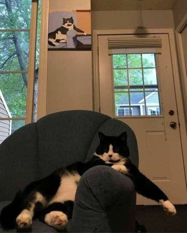 #猫猫