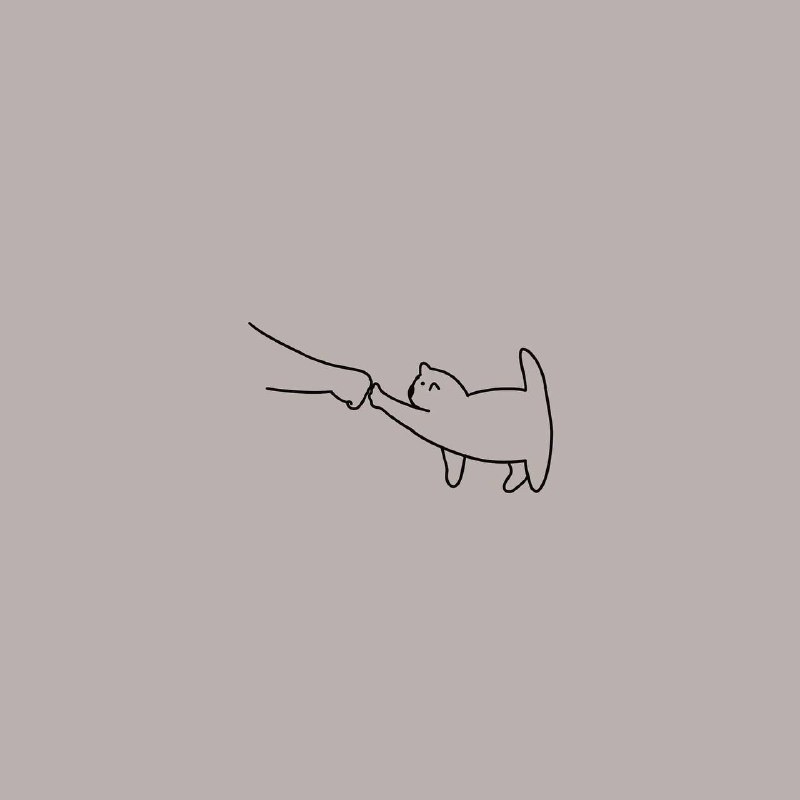 #猫猫#猫猫