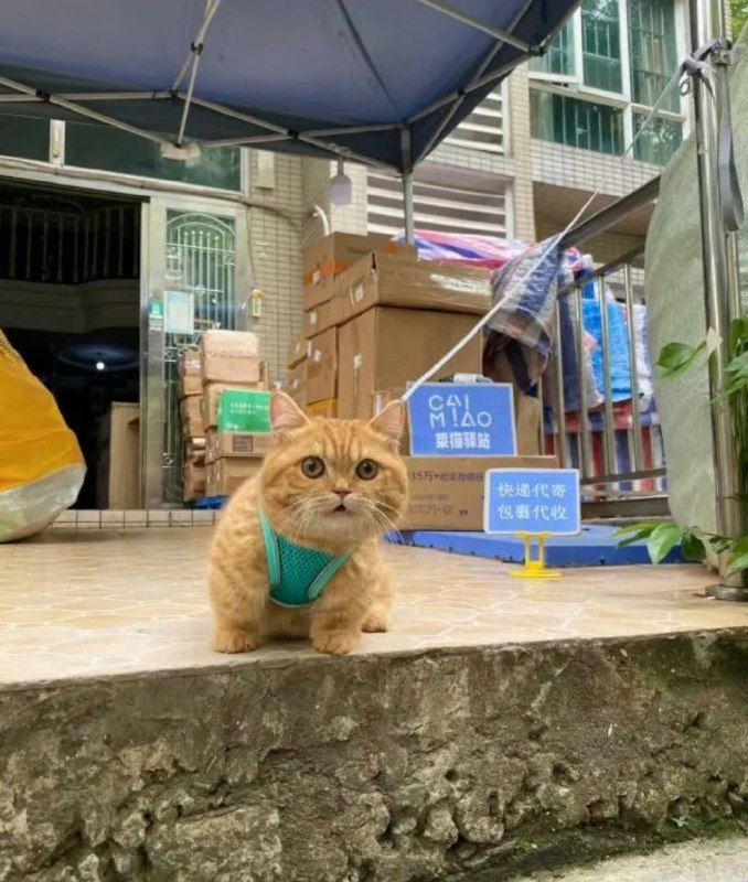 #猫猫#猫猫