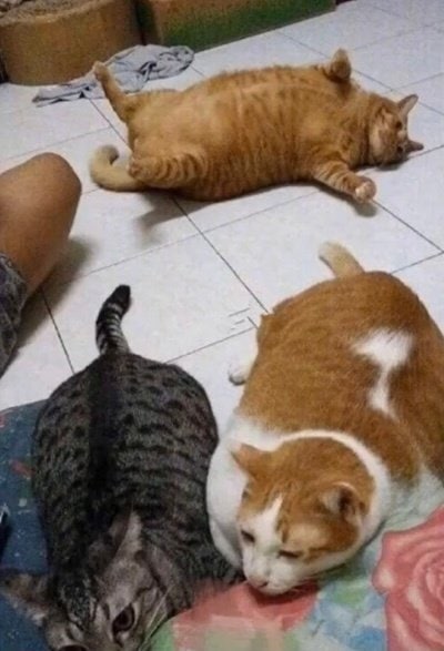好家伙，我们村养猪大户都想学习这个养猪技术好家伙，我们村养猪大户都想学习这个养猪技术
