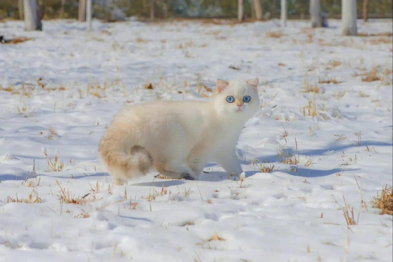 #猫猫雪地精灵#猫猫雪地精灵