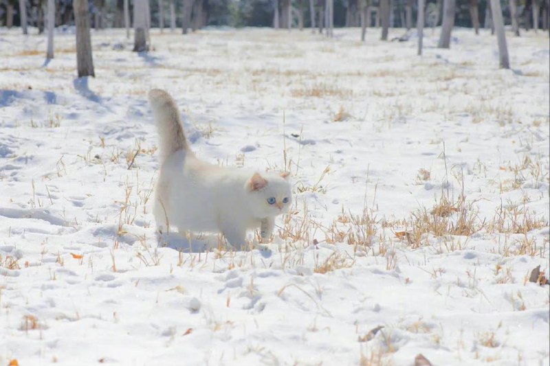 #猫猫雪地精灵#猫猫雪地精灵
