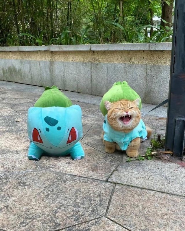 #猫猫