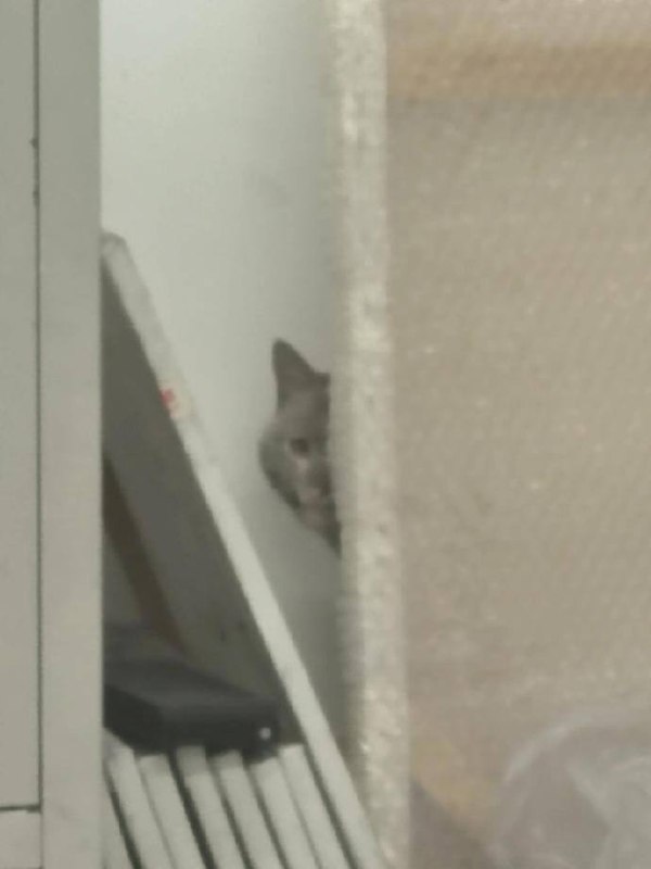 😅#猫猫😅#猫猫