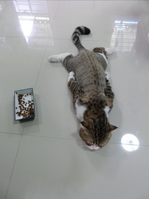 摆烂 #猫猫摆烂 #猫猫