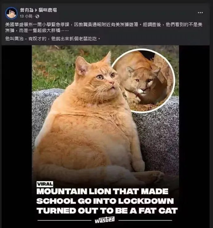 大橘不胖，只是胃袋大#猫猫