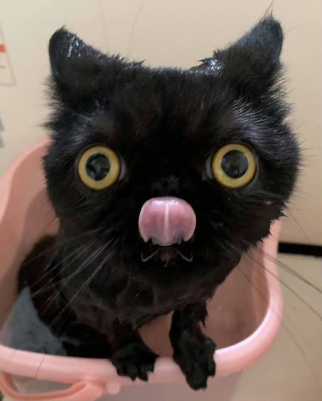 #猫猫