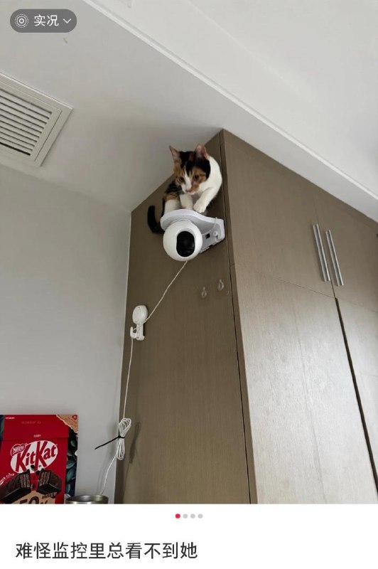 😅#猫猫