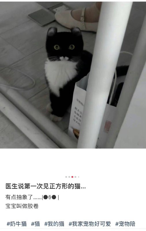 好方#猫猫