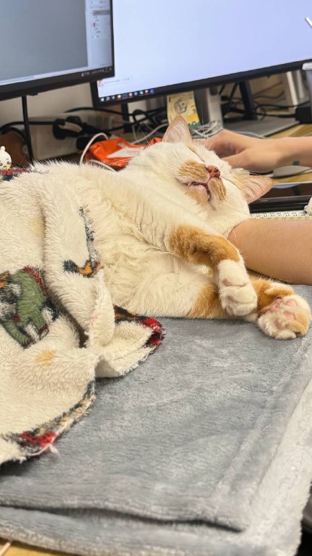 #猫猫#猫猫