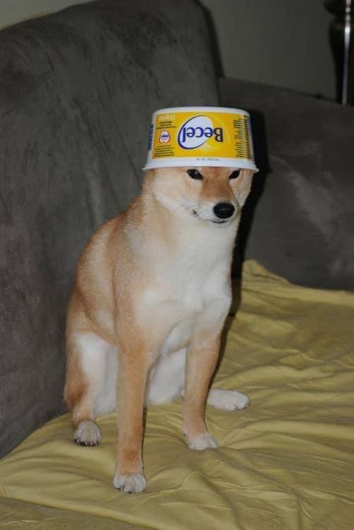 #狗狗
