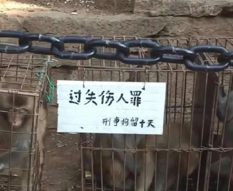 峨眉山的猴被定罪了……峨眉山的猴被定罪了……
