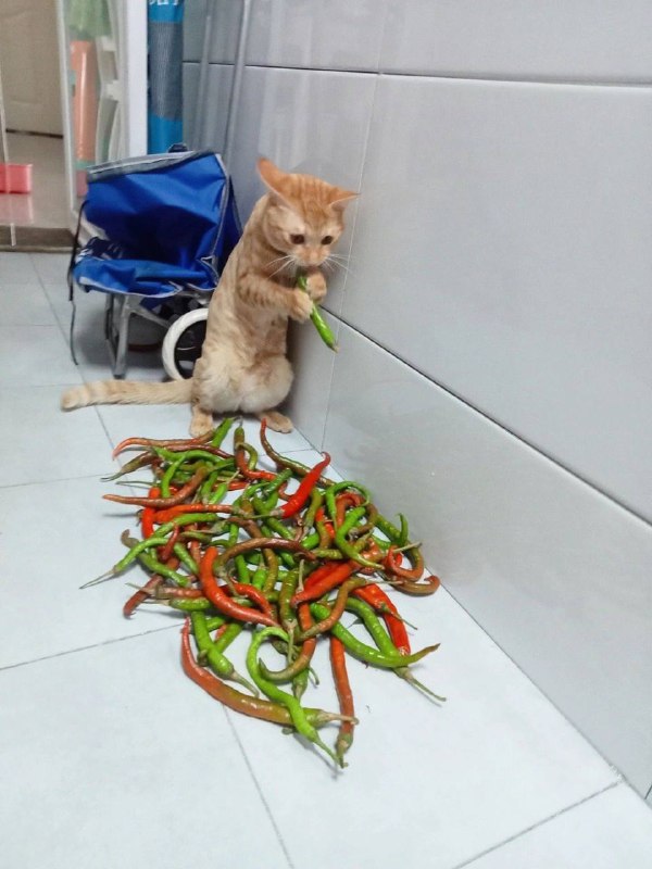 #猫猫#猫猫
