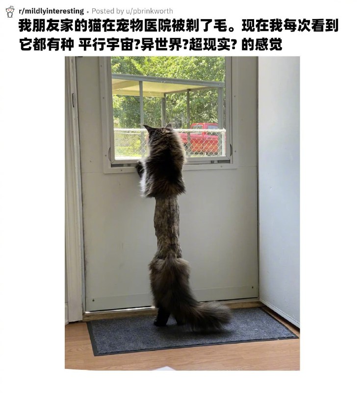 #猫猫#猫猫