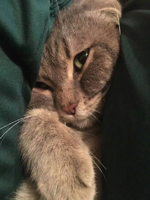 #猫猫