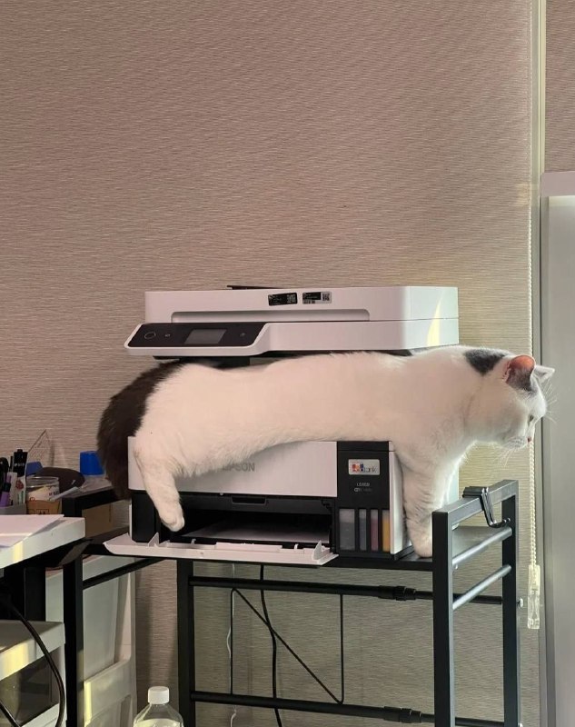 #猫猫