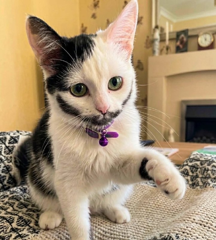 你这小猫咪看起来很豪迈啊😂#猫猫你这小猫咪看起来很豪迈啊😂#猫猫