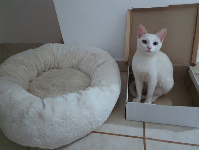 #猫猫#猫猫