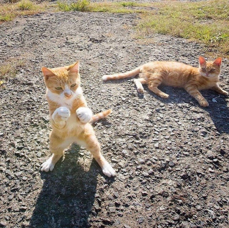 #猫猫 🥊