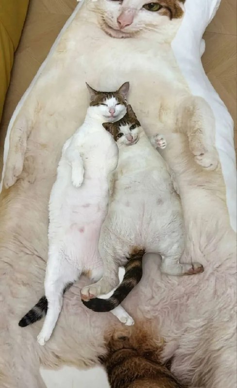 #猫猫