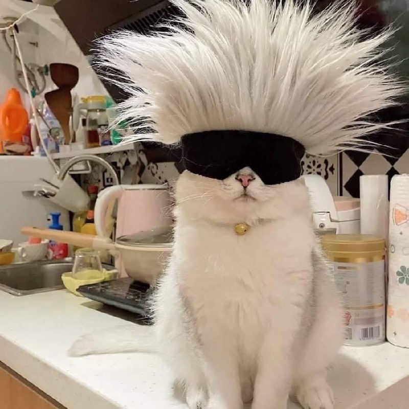 #猫猫