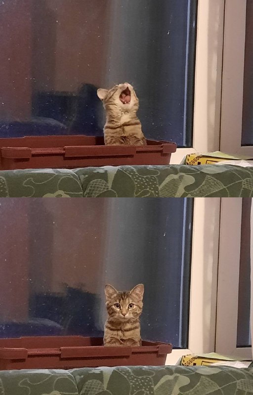 #猫猫