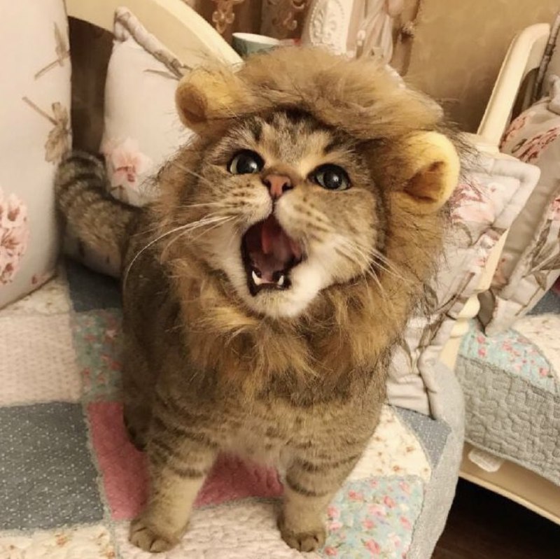 #猫猫#猫猫