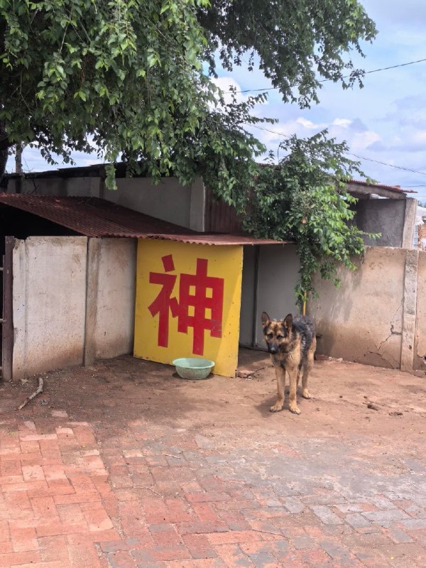 好狂的狗子