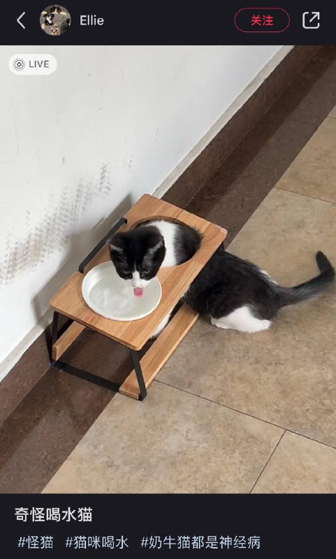 #猫猫