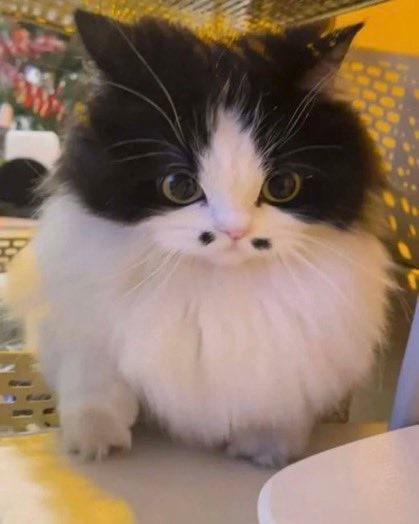 “我这八字胡怎么样”  #猫猫“我这八字胡怎么样”  #猫猫