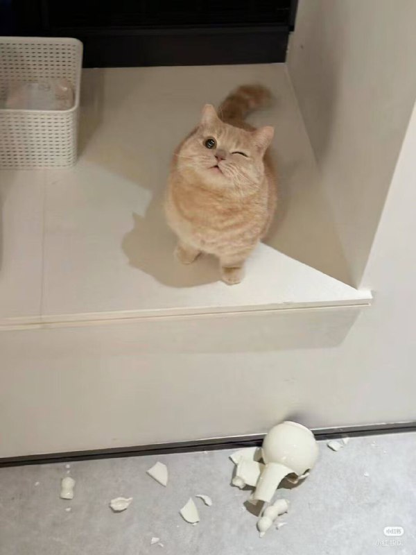 #猫猫