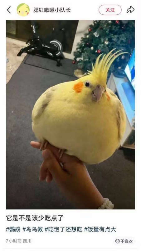 好肥的🦜
