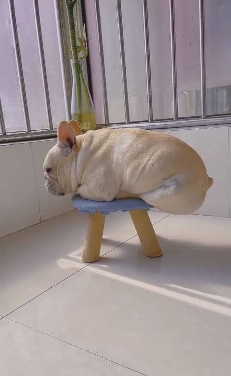 #狗狗