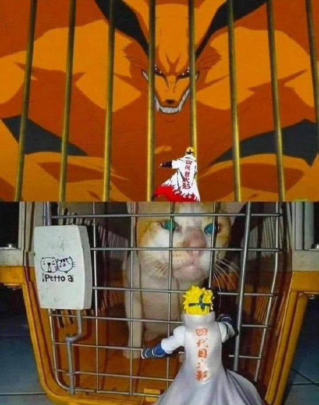 #猫猫