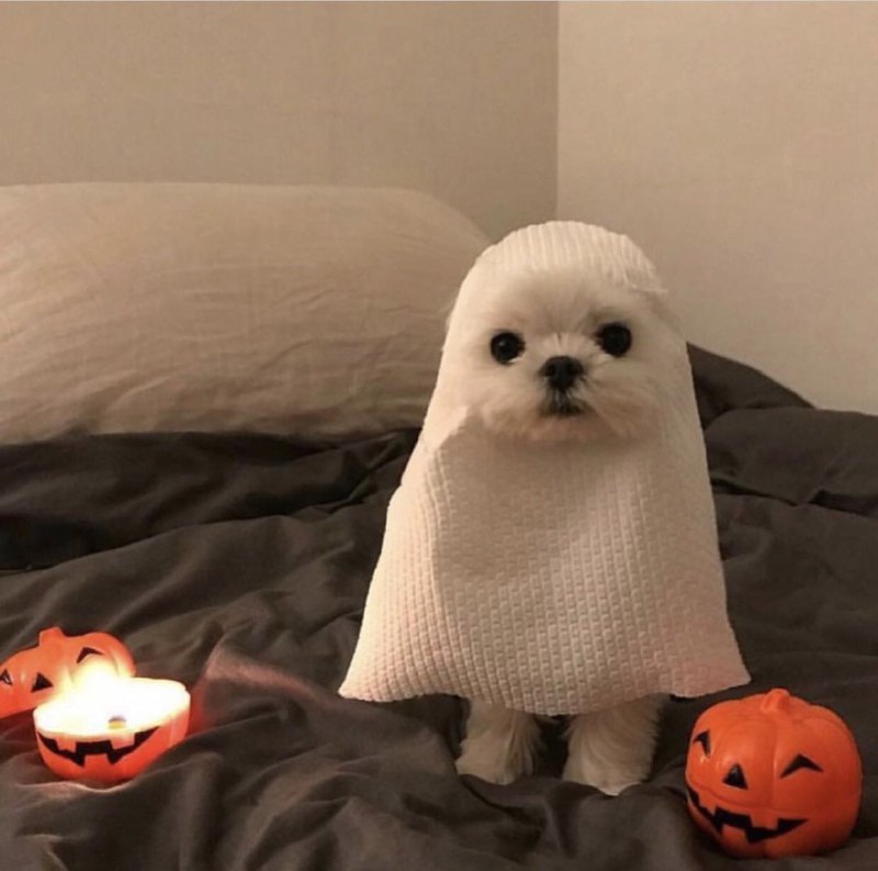 万圣节 #狗狗