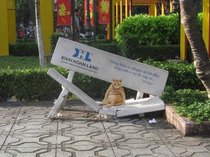 #猫猫