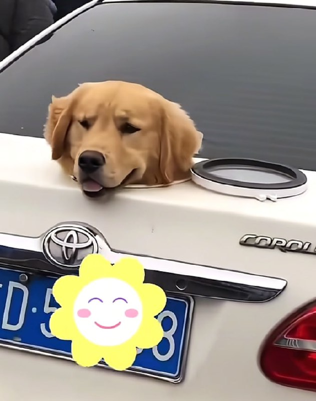 第一批春运回家的狗子们😅#狗狗第一批春运回家的狗子们😅#狗狗